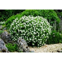 August Beauty | 20 Live Plants | Gardenia Jasminoides | Fragrant Blossoms, Evergreen Shrub, Indoor Outdoor Plant, Ideal for Landscaping, Low Maintenance, Beautiful White Flowers, Live Plant