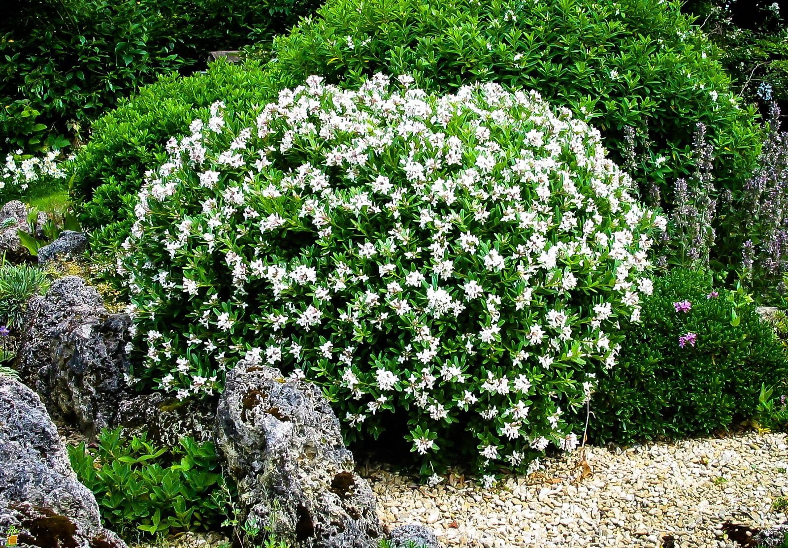 August Beauty | 3 Live Plants | Gardenia Jasminoides | Fragrant Blossoms, Evergreen Shrub, Indoor Outdoor Plant, Ideal for Landscaping, Low Maintenance, Beautiful White Flowers, Live Plant