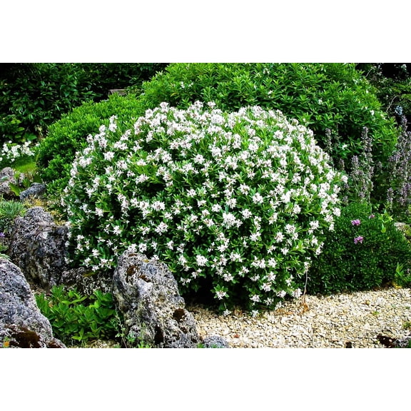 August Beauty | 40 Live Plants | Gardenia Jasminoides | Fragrant Blossoms, Evergreen Shrub, Indoor Outdoor Plant, Ideal for Landscaping, Low Maintenance, Beautiful White Flowers, Live Plant