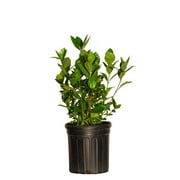 FLOWERWOOD August Beauty Gardenia (2.5 Quart) White Blooming Evergreen Shrub - Full Sun Live Outdoor Plant