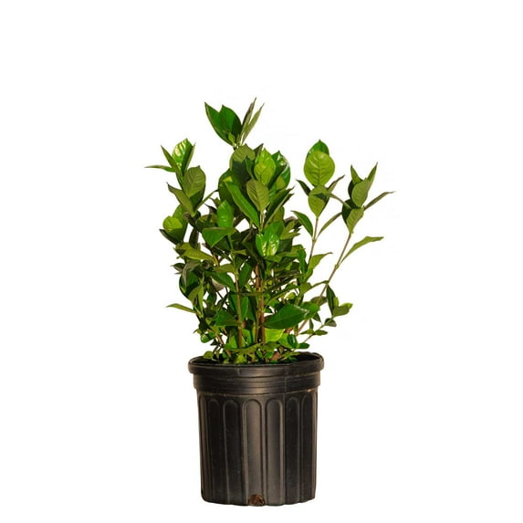 Expert Gardener August Beauty Gardenia (2.5 Quart) White Blooming Evergreen Shrub - Full Sun Live Outdoor Plant