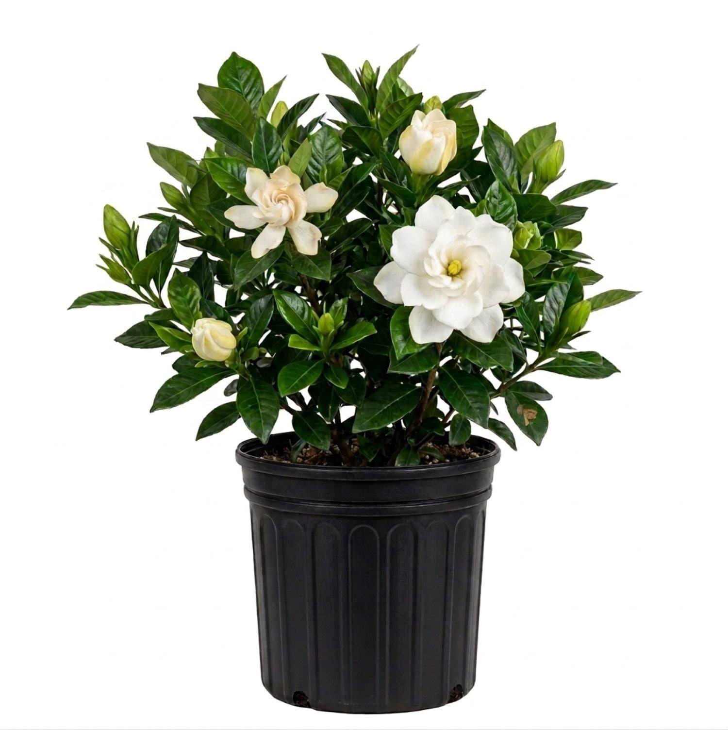 Expert Gardener August Beauty Gardenia (2.5 Quart) White Blooming Evergreen Shrub - Full Sun Live Outdoor Plant