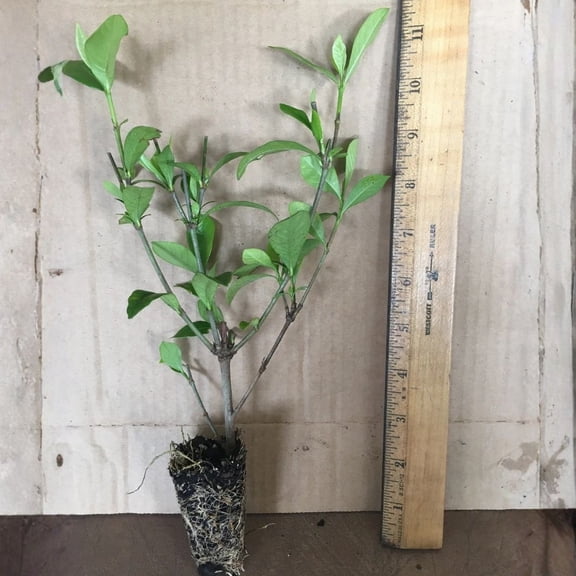 August Beauty Gardenia Live Starter Plants, Fragrant White Evergreen Shrub, Cape Jasmine (2 Plants)