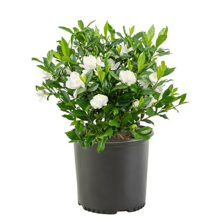 Expert Gardener Gardenia Partial Shade Live Shrubs, Fragrant