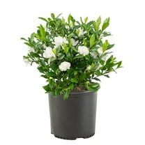 Expert Gardener August Beauty Gardenia Live Shrub