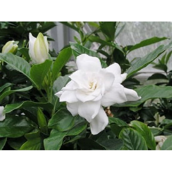 August Beauty Gardenia ( cape jasmine ) - Live Plant ( 1 QT )