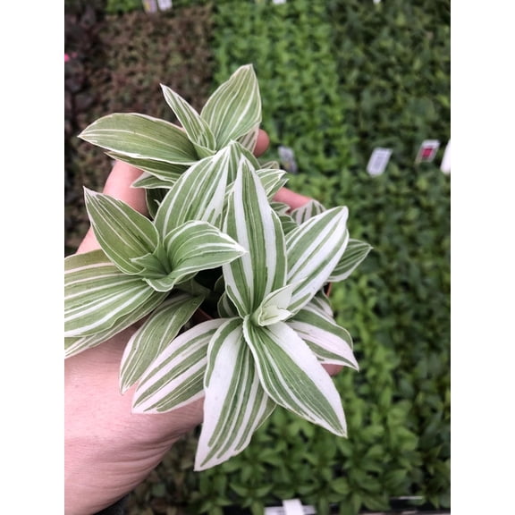 August Breeze Farm Variegated Tradescantia Sanna Houseplant