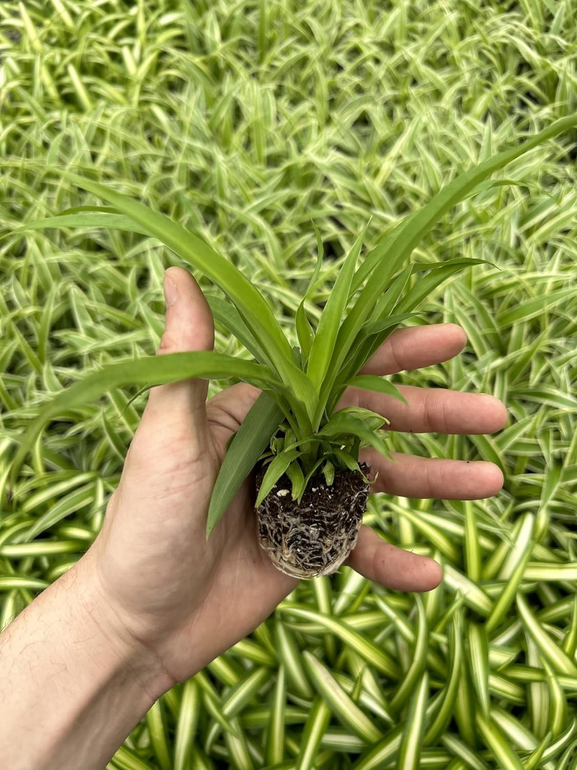 AugustBreezeFarm Green Ocean Spider Live Plants (4 Count), Starter Plants