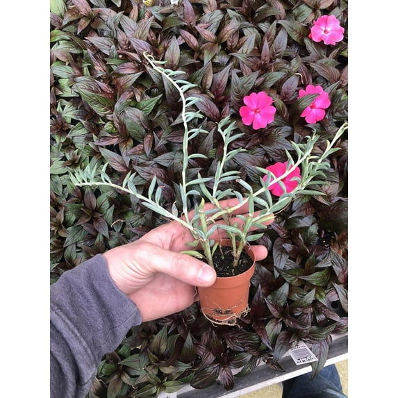 AugustBreezeFarm String of Bananas Live Plant in Pot