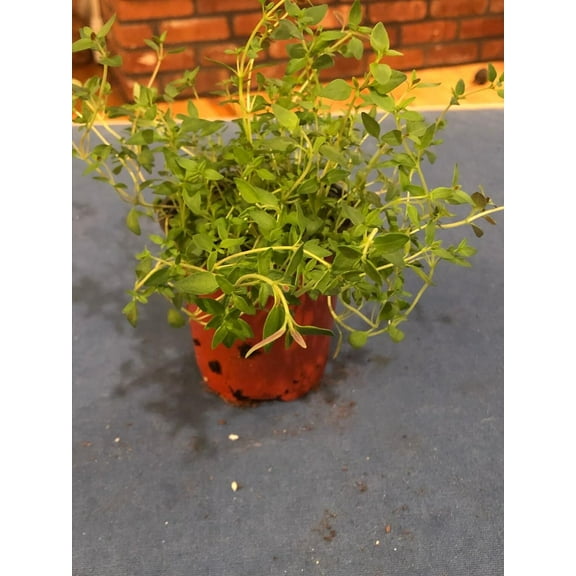 AugustBreezeFarm Thyme Live Plants in 4" Pot