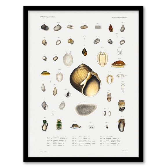 Augustus A Gould Sea Snail Shell Varieties Set Framed Wall Art Picture Print A3