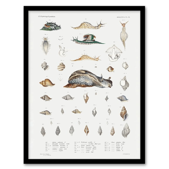 Augustus A Gould Snail Varieties and Sea Shells Framed Wall Art Picture Print A4
