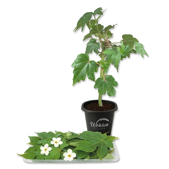 Auntie Lili South Sea Salad Tree - 1 Live Starter Plant - Abelmoschus Manihot - Edible Tree for The Patio and Garden