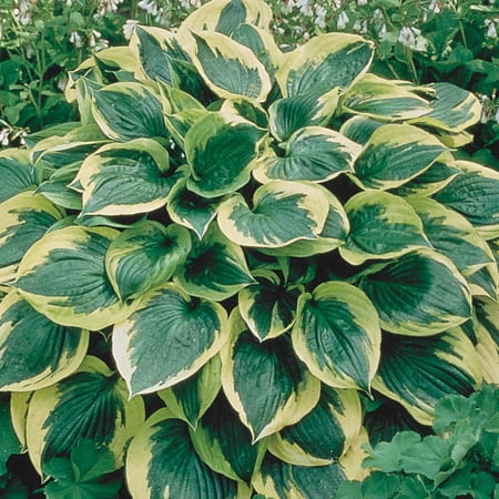 Aureo Marginata Hosta Dormant Bare Root Shade Loving Perennial Plants, 10-Pack