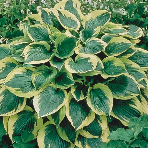 Aureo Marginata Hosta Dormant Bare Root Shade Loving Perennial Plants, 10-Pack