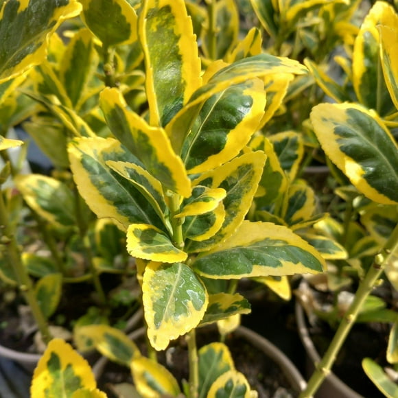 Aureomarginatus' Japanese Euonymus 1 Gallon