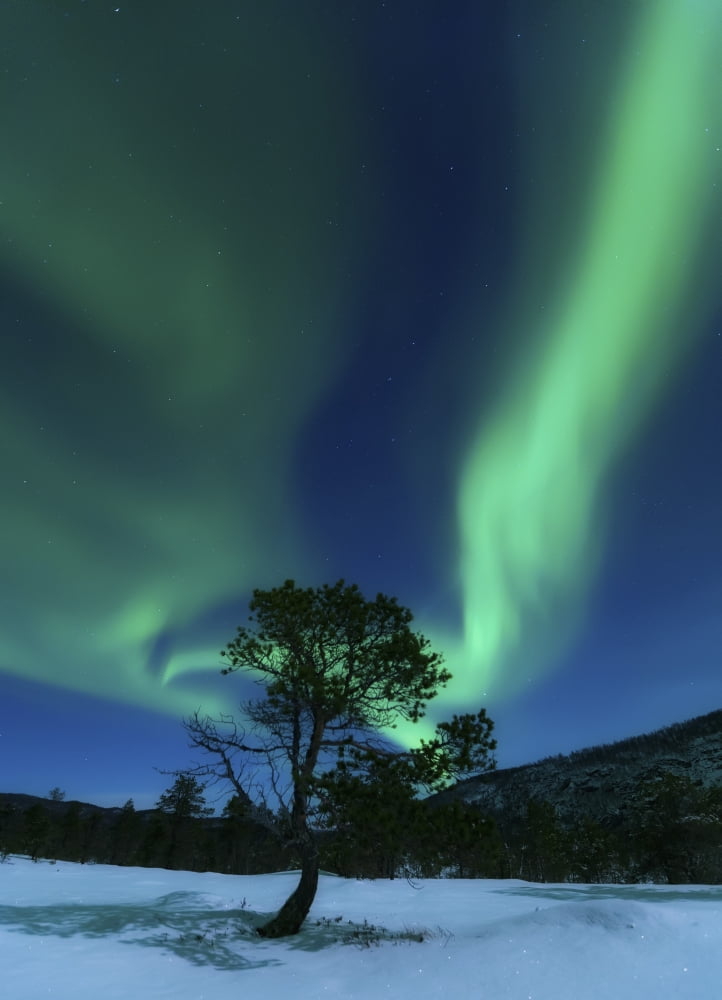 Aurora Borealis Forramarka Troms Norway Canvas Art - Arild HeitmannStocktrek Images (24 x 33)