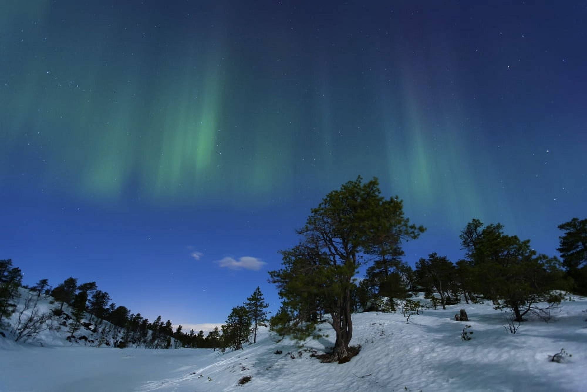 Aurora Borealis Forramarka Troms Norway Canvas Art - Arild HeitmannStocktrek Images (34 x 23)