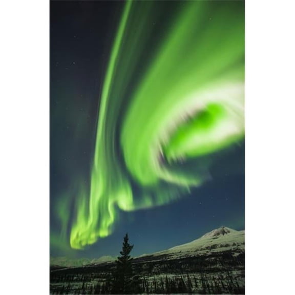 Aurora Borealis Over Trees Along The Denali Highway East of Cantwell Alaska Poster Print by Carl Johnson - 12 x 19