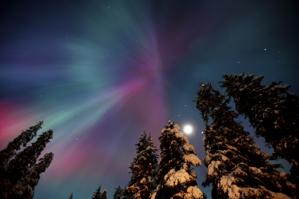 Aurora Corona & Moon Over Crow Creek Sc Alaska Winter Canvas Art - Daryl Pederson Design Pics (34 x 22)