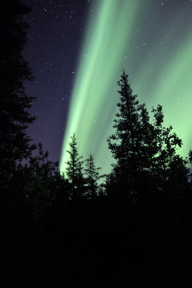 Aurora borealis above the trees Northwest Territories Canada Canvas Art - Jiri HermannStocktrek Images (12 x 18)