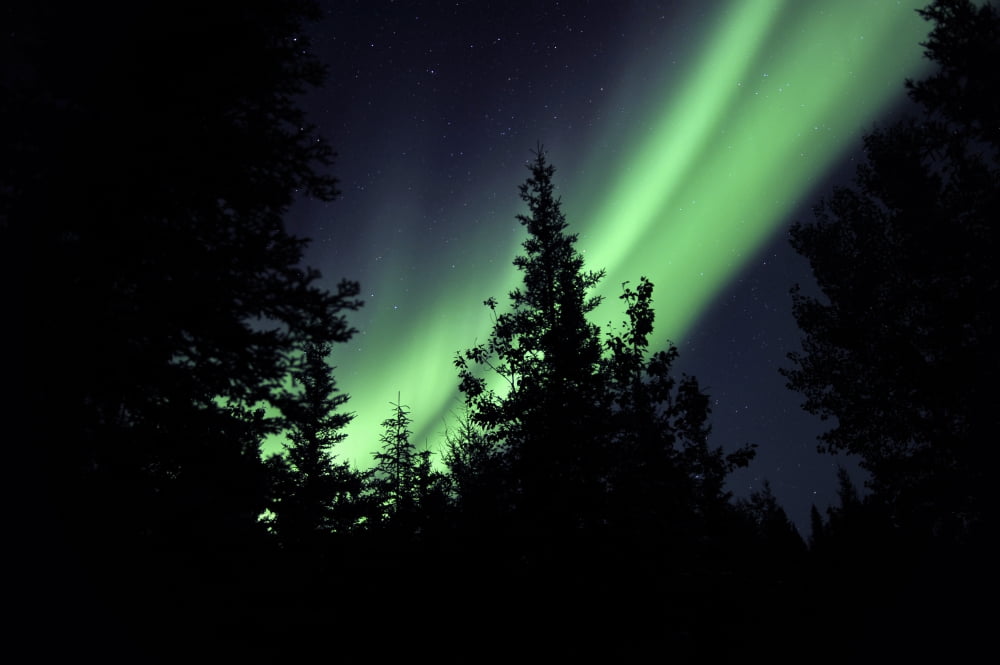 Aurora borealis above the trees Northwest Territories Canada Canvas Art - Jiri HermannStocktrek Images (18 x 12)