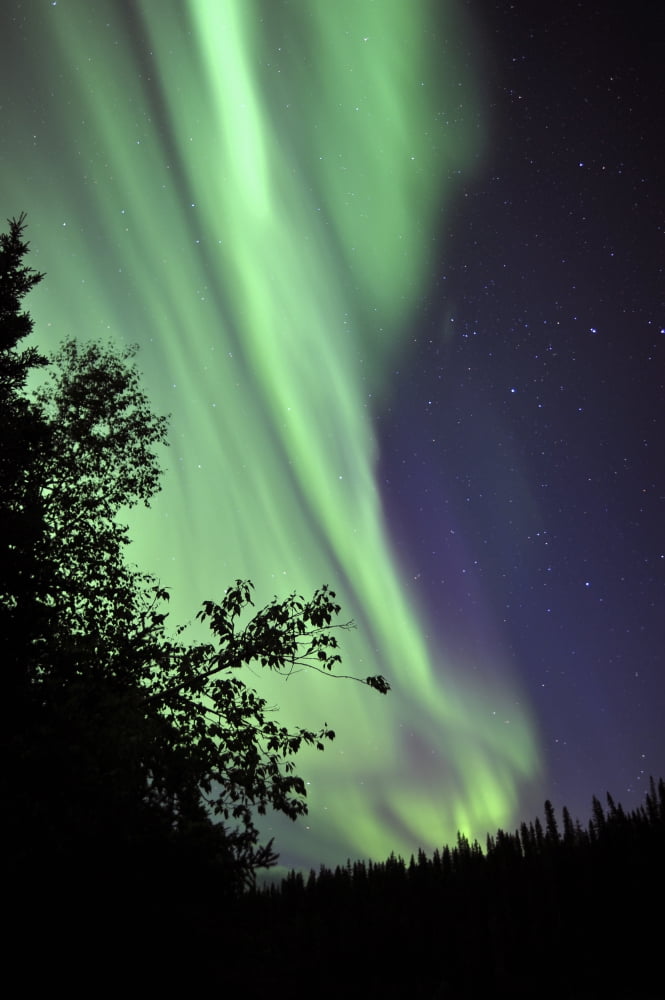 Aurora borealis above the trees Northwest Territories Canada Canvas Art - Jiri HermannStocktrek Images (23 x 35)