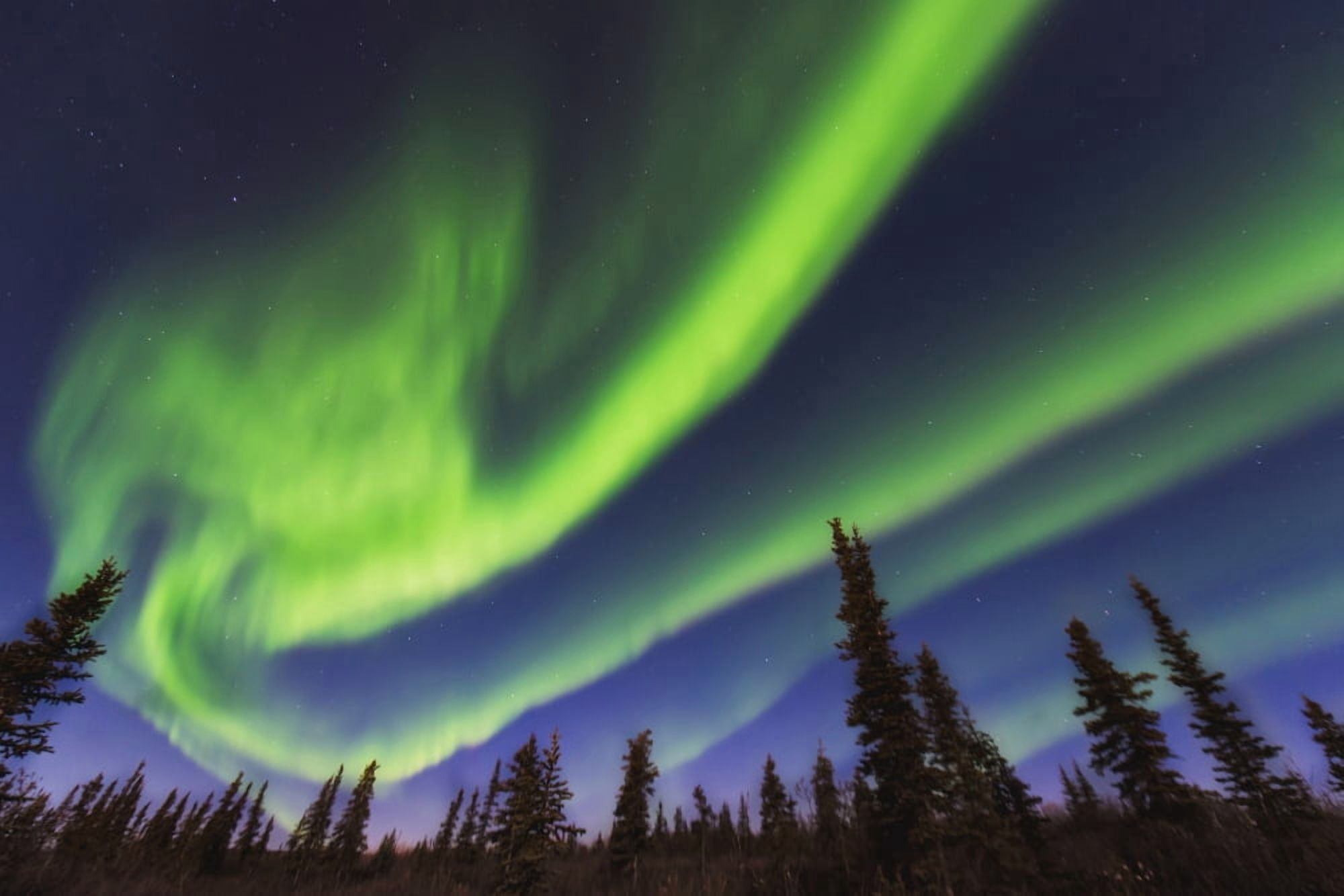 Aurora borealis over spruce trees in the Northwest Arctic of Alaska Canvas Art - Carl Johnson Design Pics (38 x 24)