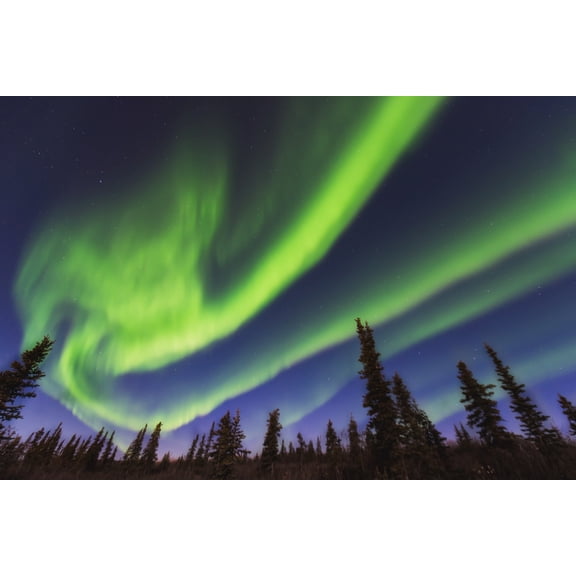 Aurora borealis over spruce trees in the Northwest Arctic of Alaska. Poster Print (19 x 12)