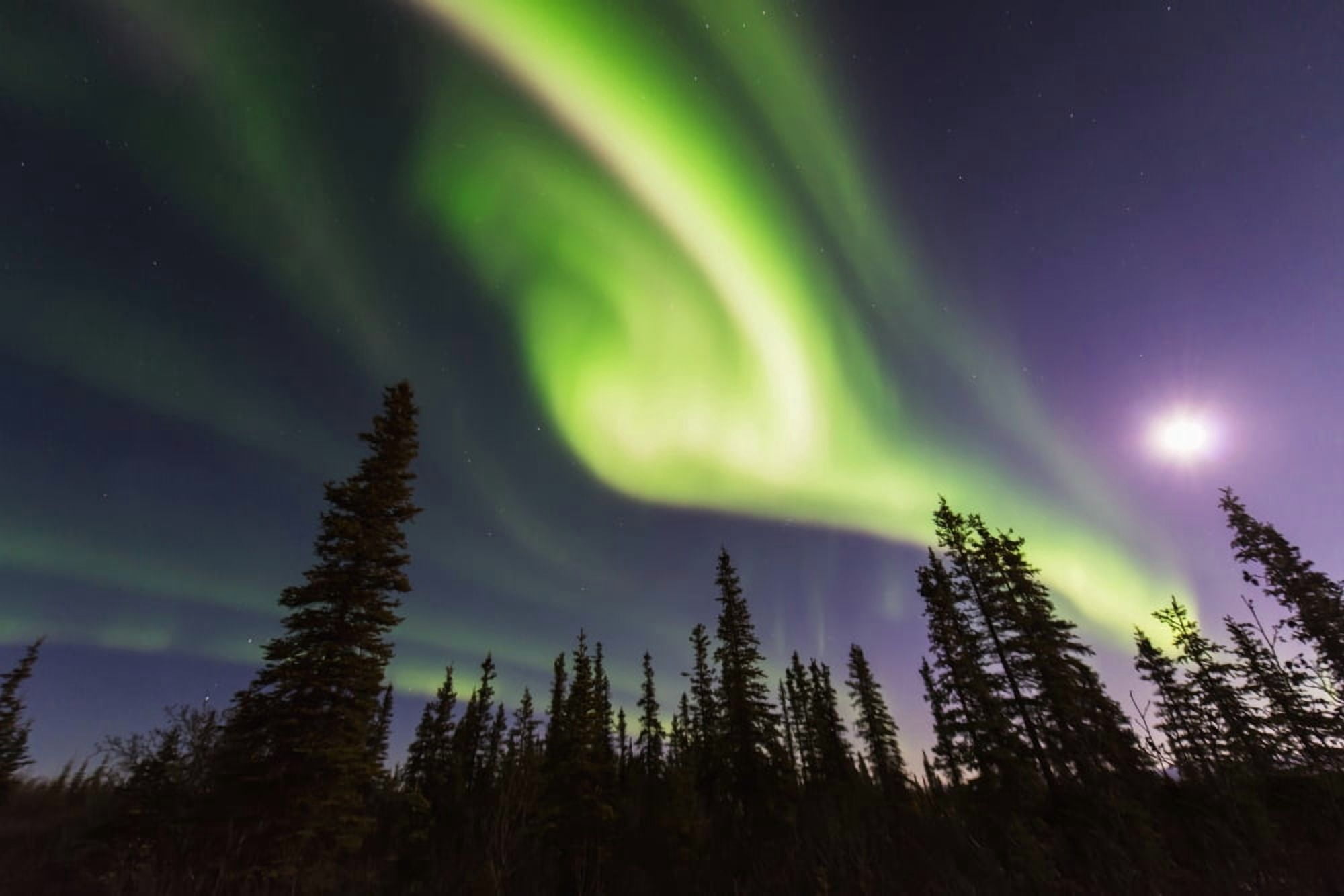 Aurora borealis over spruce trees with a full moon in the Northwest Arctic of Alaska Canvas Art - Carl Johnson Design Pics (19 x 12)