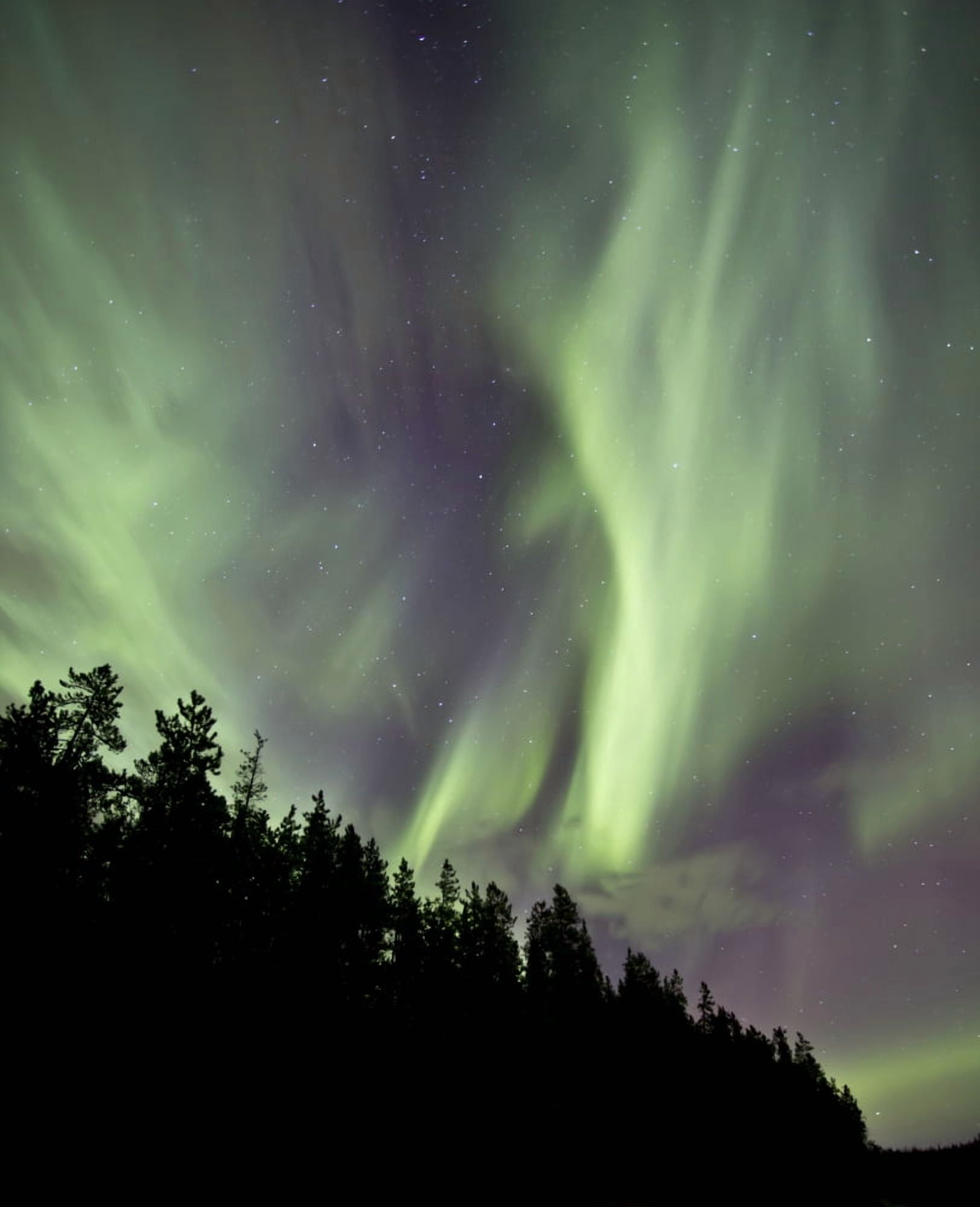 Aurora borealis over trees Yukon Canada Canvas Art - Jonathan TuckerStocktrek Images (13 x 16)