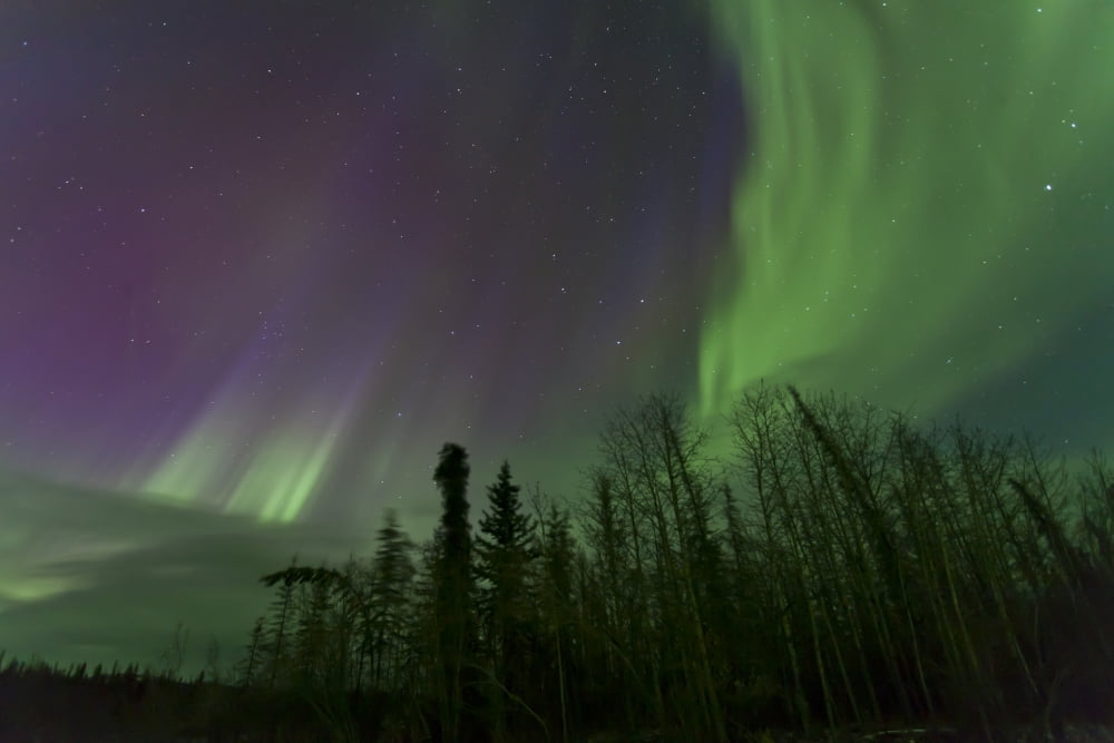 Aurora borealis over trees Yukon Canada Canvas Art - Jonathan TuckerStocktrek Images (18 x 12)
