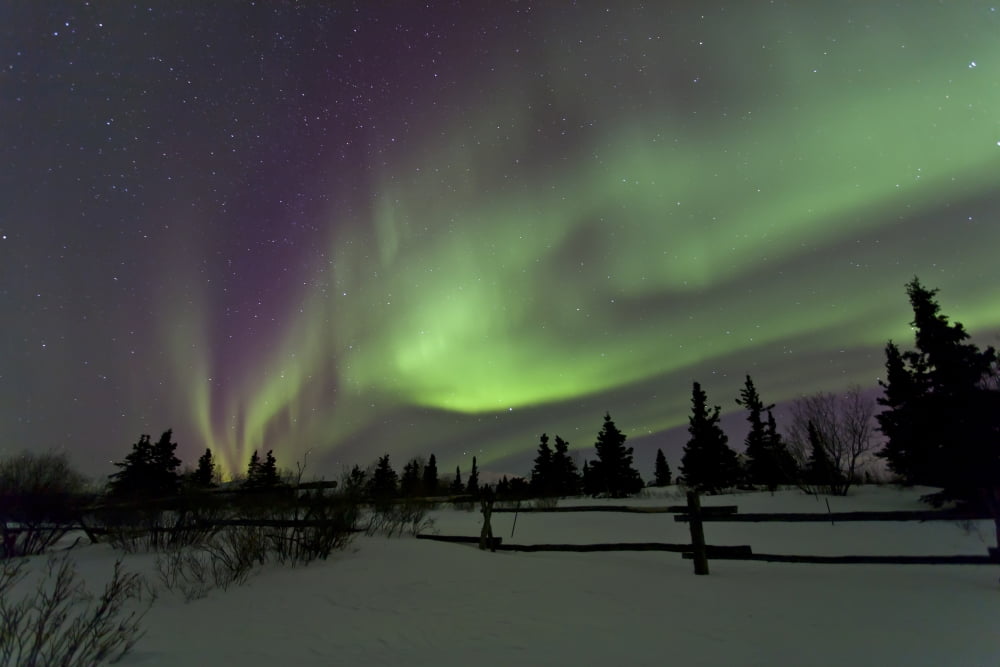 Aurora borealis over trees Yukon Canada Canvas Art - Jonathan TuckerStocktrek Images (18 x 12)