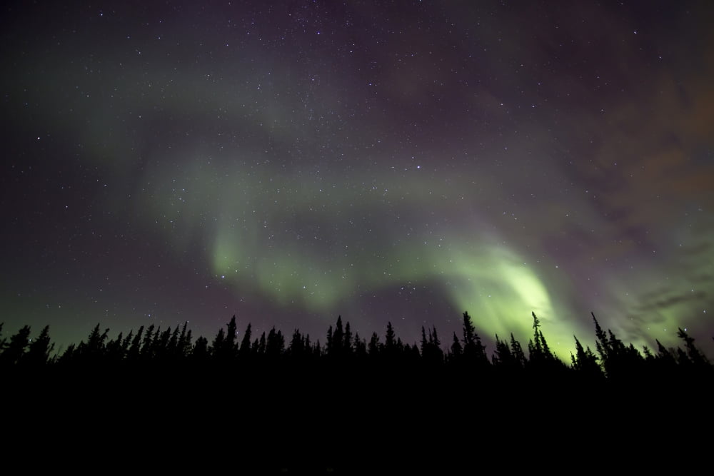 Aurora borealis over trees Yukon Canada Canvas Art - Jonathan TuckerStocktrek Images (18 x 12)
