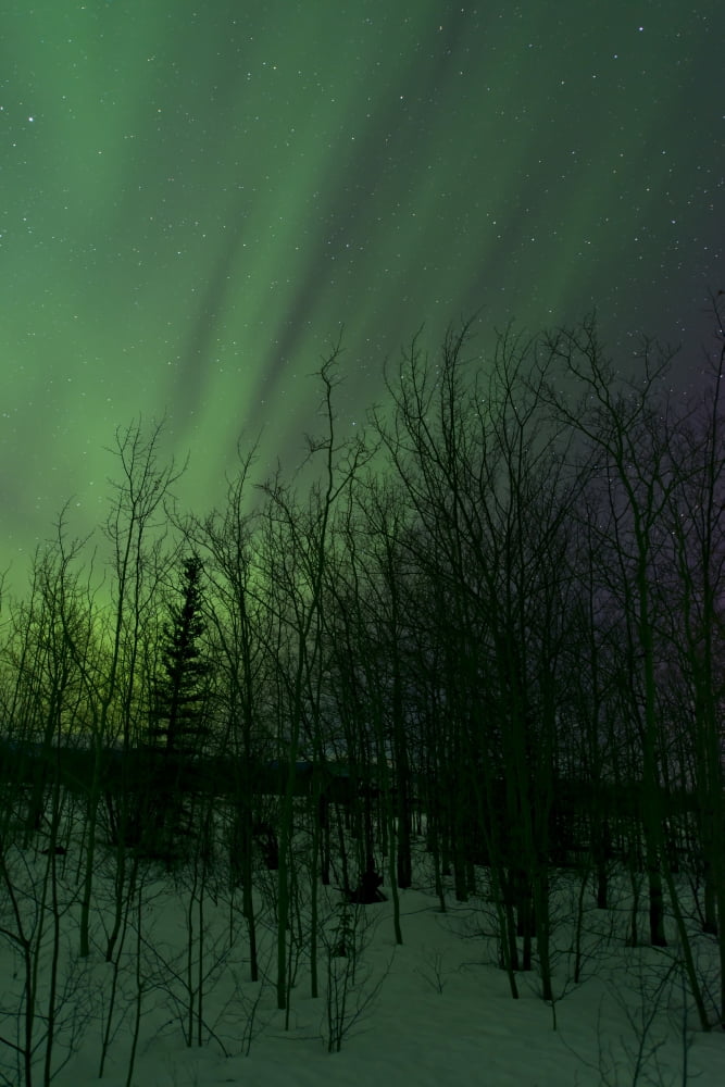 Aurora borealis over trees Yukon Canada Canvas Art - Jonathan TuckerStocktrek Images (23 x 35)