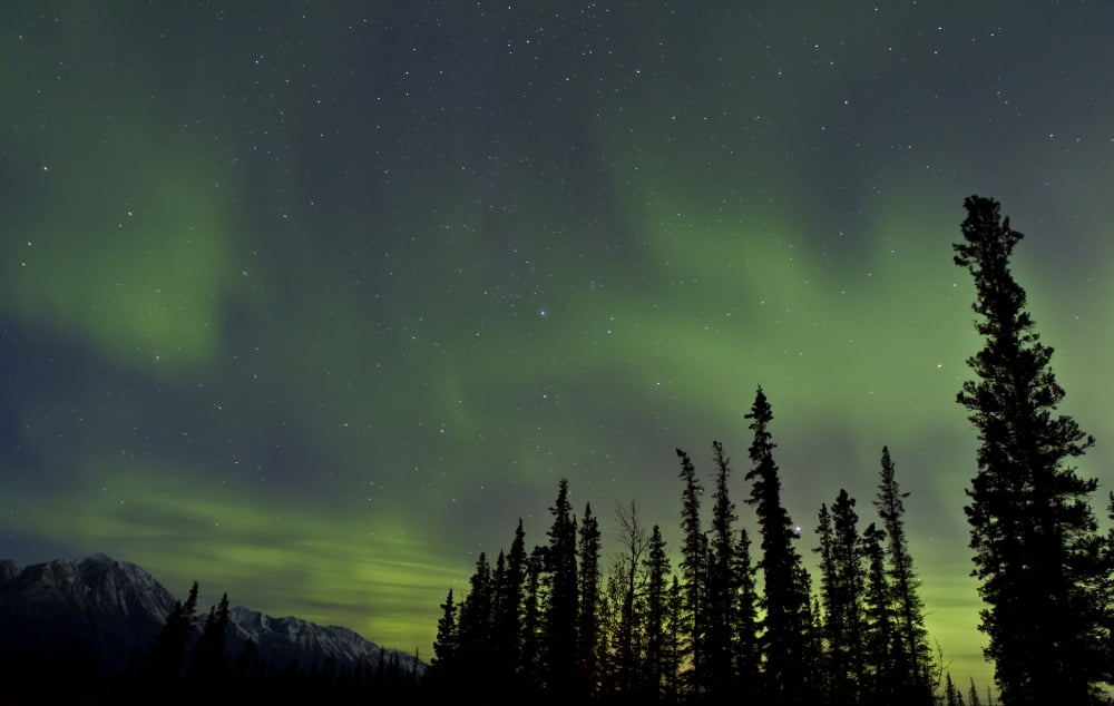 Aurora borealis over trees Yukon Canada Canvas Art - Jonathan TuckerStocktrek Images (36 x 23)