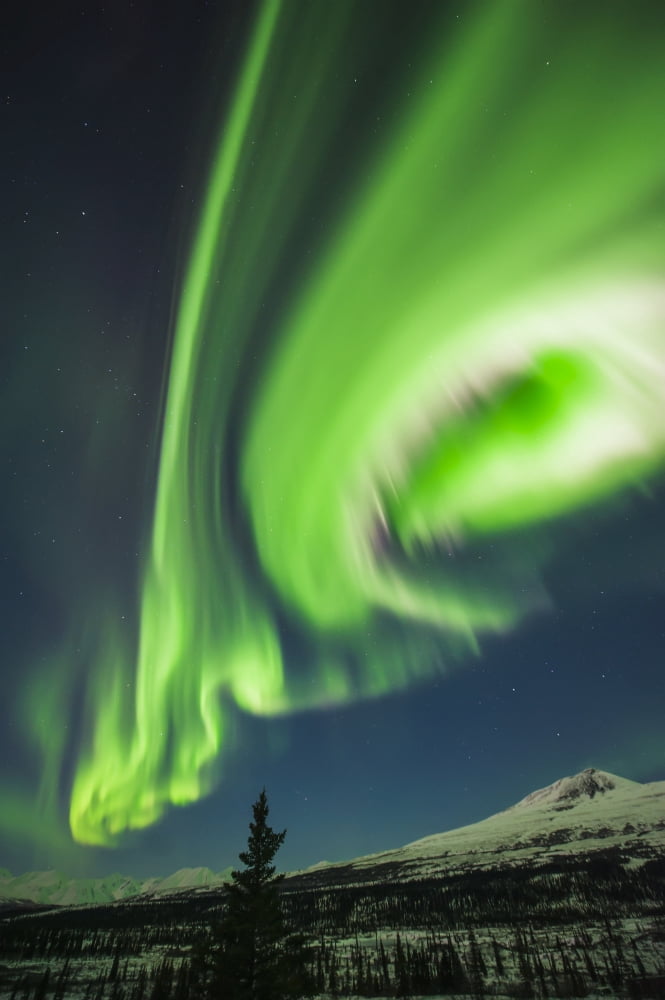 Aurora borealis over trees along the Denali Highway east of Cantwell Alaska Canvas Art - Carl Johnson Design Pics (12 x 19)