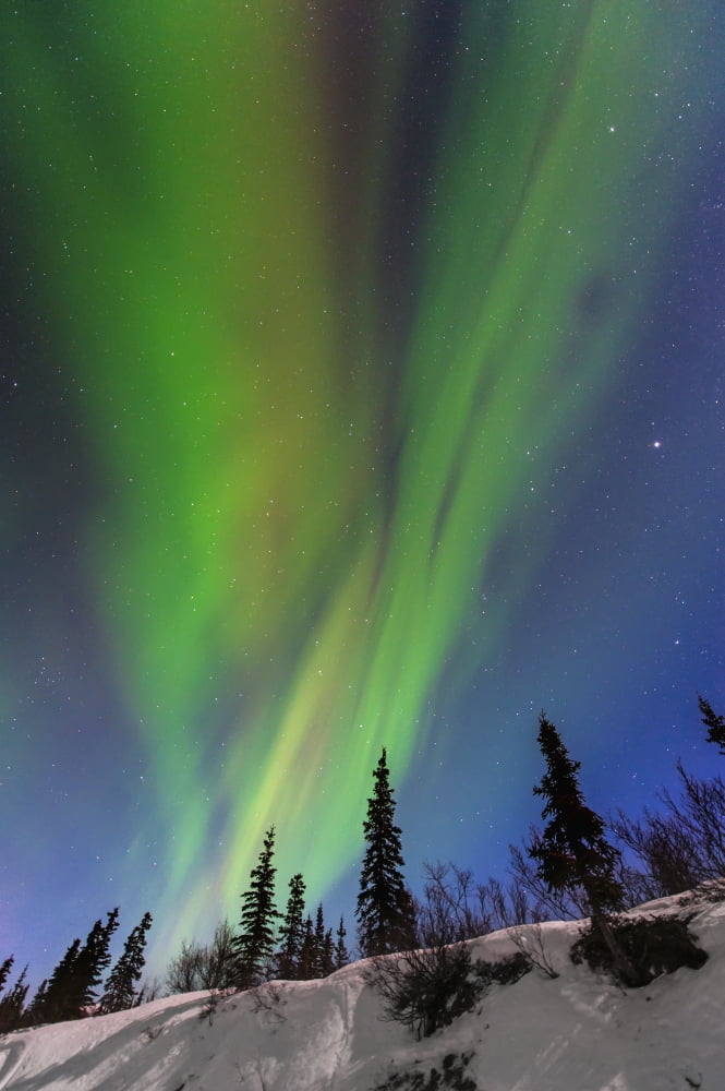 Aurora borealis over trees along the Denali Highway east of Cantwell Alaska Canvas Art - Carl Johnson Design Pics (24 x 38)