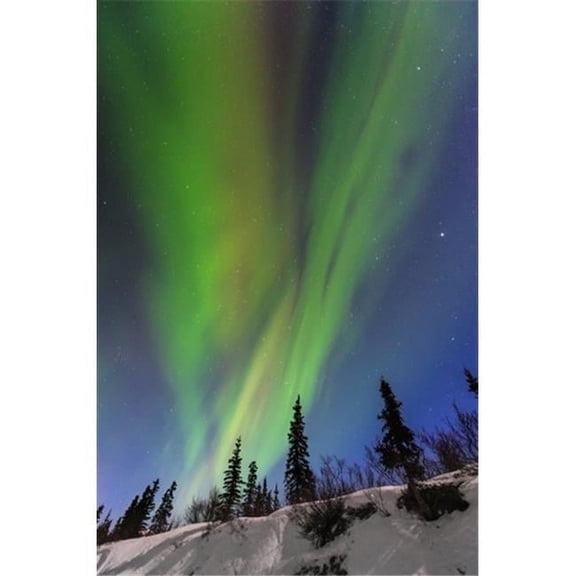 Aurora borealis over trees along the Denali Highway east of Cantwell Alaska. Poster Print