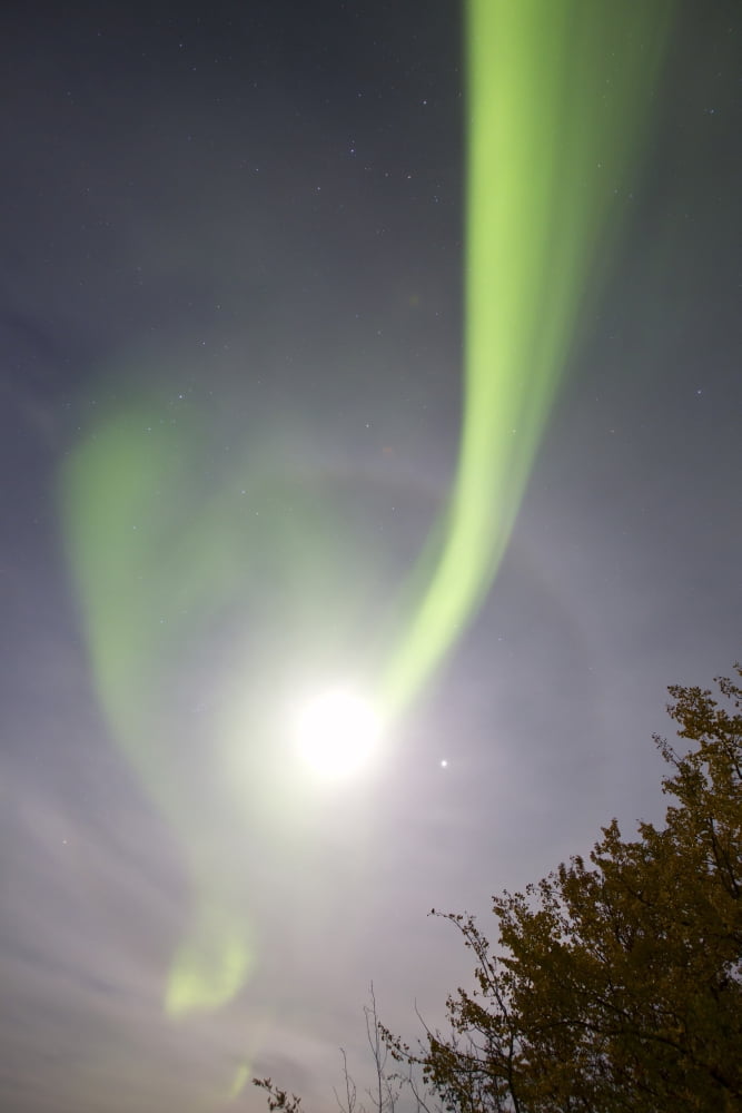 Aurora borealis with full moon halo and Venus by Lake Laberge Yukon Canada Canvas Art - Joseph BradleyStocktrek Images (23 x 35)