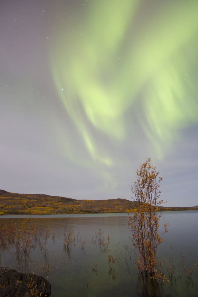 Aurora borealis with moonlight over Lake Laberge Yukon Canada Canvas Art - Joseph BradleyStocktrek Images (12 x 18)