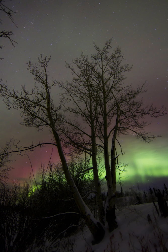 Aurora borealis with tree Twin Lakes Yukon Canada Canvas Art - Joseph BradleyStocktrek Images (23 x 34)