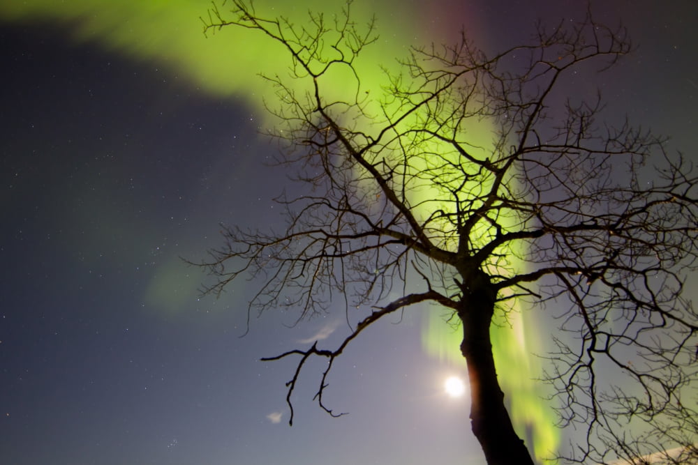 Aurora borealis with tree and Pleiades Yukon Canada Canvas Art - Joseph BradleyStocktrek Images (18 x 12)