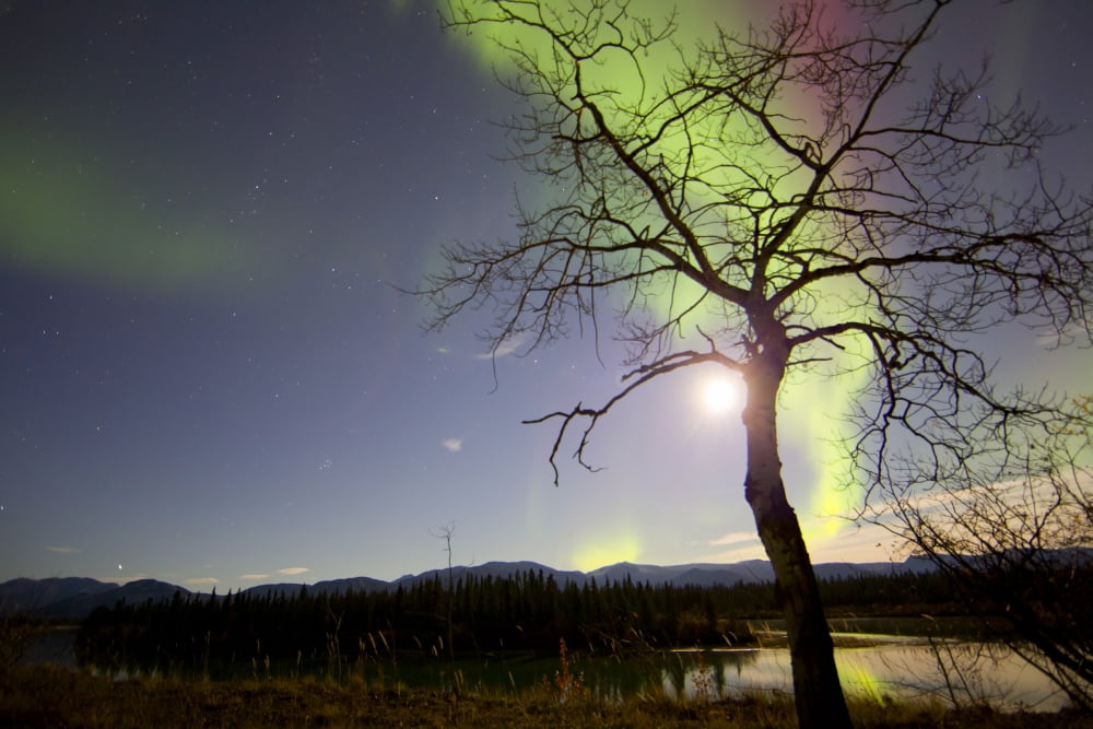 Aurora borealis with tree and Pleiades Yukon Canada Canvas Art - Joseph BradleyStocktrek Images (35 x 23)