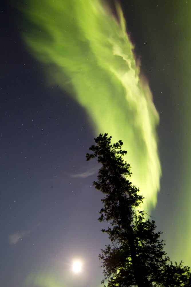 Aurora borealis with tree and full moon Whitehorse Yukon Canada Canvas Art - Joseph BradleyStocktrek Images (12 x 18)
