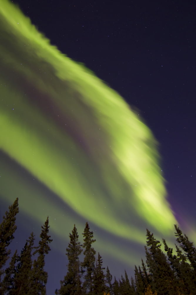 Aurora borealis with trees Whitehorse Yukon Canada Canvas Art - Joseph BradleyStocktrek Images (12 x 18)