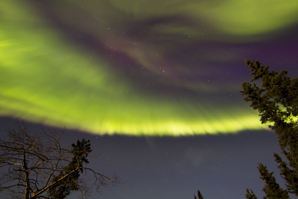 Aurora borealis with trees Whitehorse Yukon Canada Canvas Art - Joseph BradleyStocktrek Images (18 x 12)