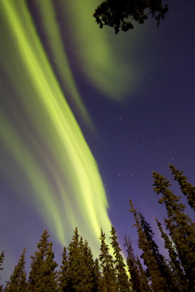 Aurora borealis with trees Whitehorse Yukon Canada Canvas Art - Joseph BradleyStocktrek Images (23 x 35)
