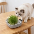 thumbnail image 1 of AuroraX Cat Grass Planter Hydroponic Cat Grass Kit Whales Shaped Indoor No Mess Cute Pet Supplies, 1 of 6