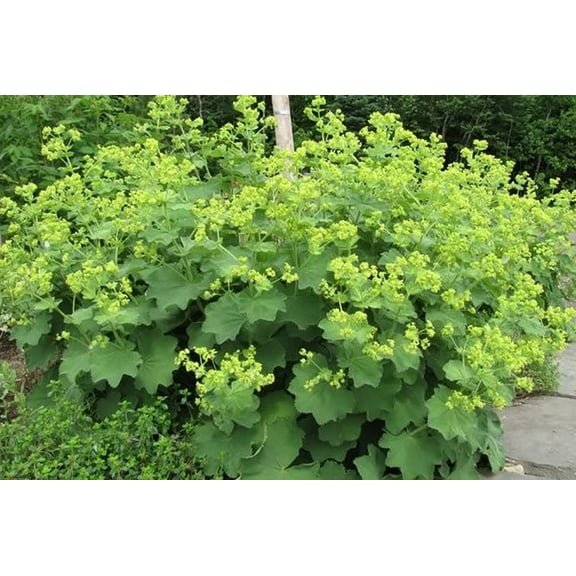 Auslese Lady's Mantle Perennial - Alchemilla - Live Plant - Quart Pot
